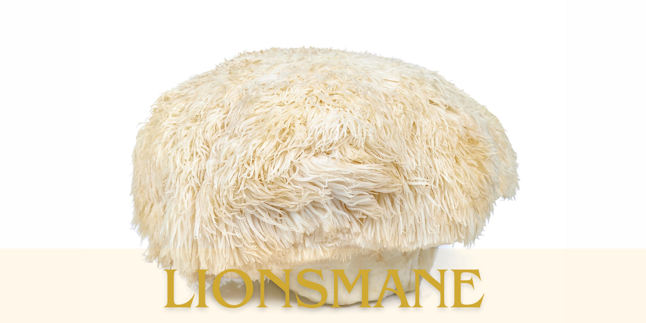Lionsmane Paddestoelen De Voor En Nadelen BinkyPure lionsmane-paddestoelen-de-voor-en-nadelen-binkypure
