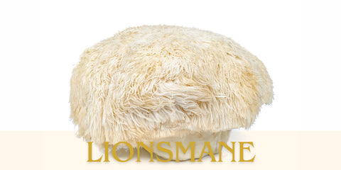 Lionsmane paddestoelen de voor- en nadelen
