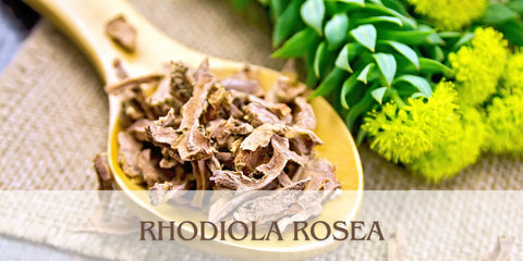 Rhodiola Rosea – Het kruid voor balans, energie en herstel (onderdeel van Morning Boost)